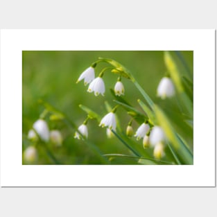 Spring Snowdrops Posters and Art